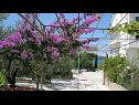 Apartments Ljuba - nice garden: A2(4+1) Plavi, A3(4+1) Ljubicasti, A4(8+1) Okrug Gornji - Island Ciovo  - flourish plant (house and surroundings)