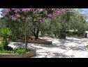 Apartments Ljuba - nice garden: A2(4+1) Plavi, A3(4+1) Ljubicasti, A4(8+1) Okrug Gornji - Island Ciovo  - flourish plant (house and surroundings)