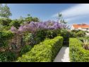 Apartments Star 2 - romantic apartments : A1 LUNA (4+2), A2 STELLA (6) Dubrovnik - Riviera Dubrovnik  - garden
