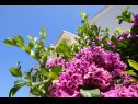 Apartments Suzana - green oasis; A1(2+2), A2(2+2) Zdrelac - Island Pasman  - flowers