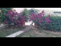 Apartments Robi- swimming pool and beautiful garden A1-žuti(5), A2-crveni(5), A3(3+1) Kampor - Island Rab  - flowers
