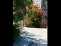 Apartments Dragi - at the beach & parking: A1(2+2), A2(2+1) Cove Kanica (Rogoznica) - Riviera Sibenik  - Croatia - courtyard