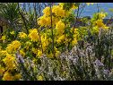 Holiday home Božena - nice garden: H(2+1) Poljica (Marina) - Riviera Trogir  - Croatia - flowers